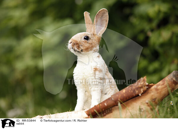rabbit / RR-53844