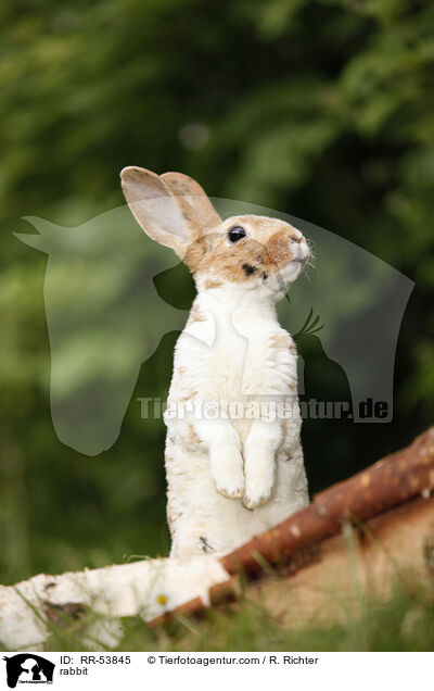 rabbit / RR-53845