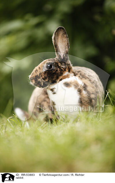 rabbit / RR-53883