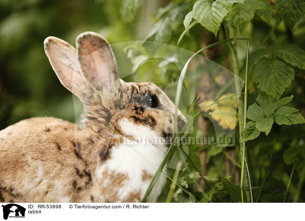 rabbit / RR-53898