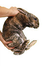 Rex Bunny