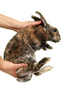 Rex Bunny