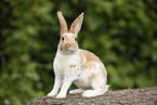 rabbit