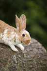 rabbit