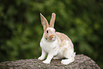 rabbit