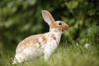 rabbit