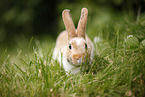 rabbit
