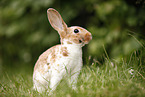 rabbit
