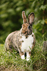 rabbit
