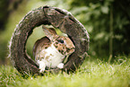 rabbit