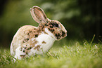 rabbit