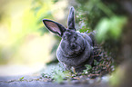 Mini Rex