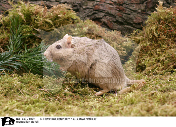 mongolian gerbil / SS-01804