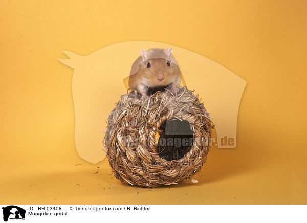 Mongolische Wstenrennmaus im Hamsterball / Mongolian gerbil / RR-03408