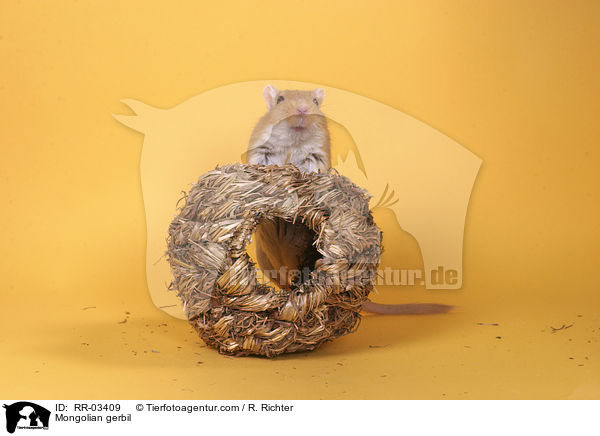 Mongolische Wstenrennmaus im Hamsterball / Mongolian gerbil / RR-03409