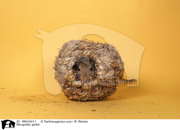 Mongolische Wstenrennmaus im Hamsterball / Mongolian gerbil / RR-03411