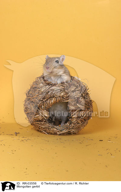 Mongolische Wstenrennmaus / Mongolian gerbil / RR-03556