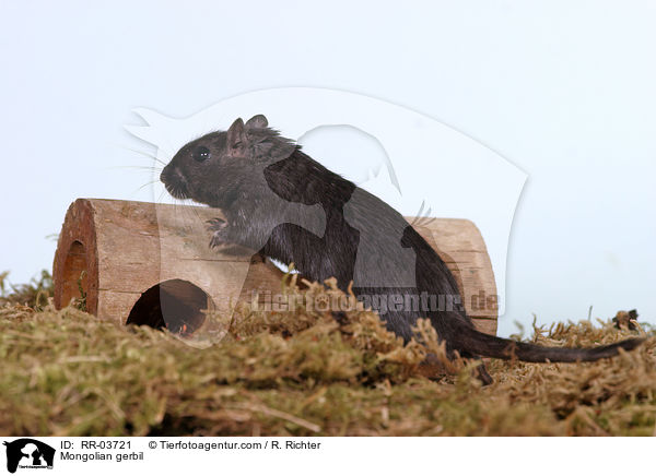 Mongolische Wstenrennmaus / Mongolian gerbil / RR-03721