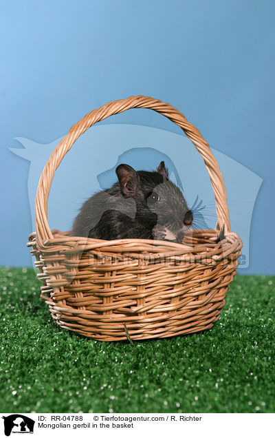Mongolische Wstenrennmaus im Krbchen / Mongolian gerbil in the basket / RR-04788