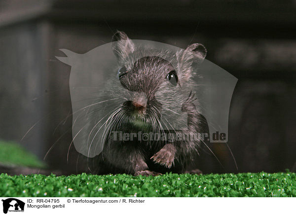 Mongolische Wstenrennmaus / Mongolian gerbil / RR-04795