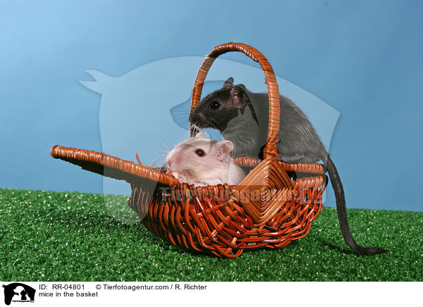 Mongolische Wstenrennmuse im Krbchen / mice in the basket / RR-04801