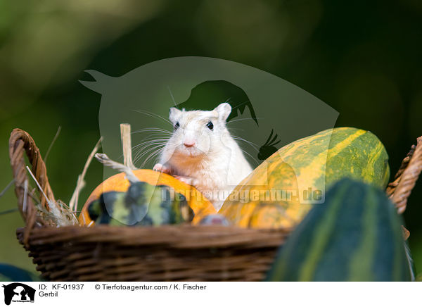 Gerbil / Gerbil / KF-01937