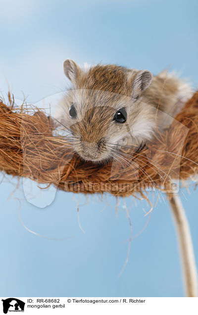 Mongolische Wstenrennmaus / mongolian gerbil / RR-68682