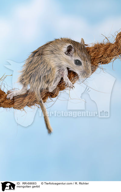 Mongolische Wstenrennmaus / mongolian gerbil / RR-68683