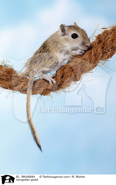 Mongolische Wstenrennmaus / mongolian gerbil / RR-68684