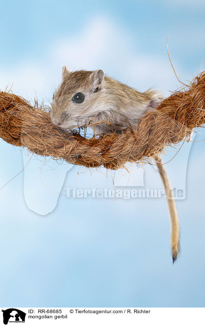 Mongolische Wstenrennmaus / mongolian gerbil / RR-68685
