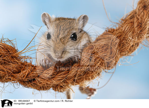 Mongolische Wüstenrennmaus / mongolian gerbil / RR-68687