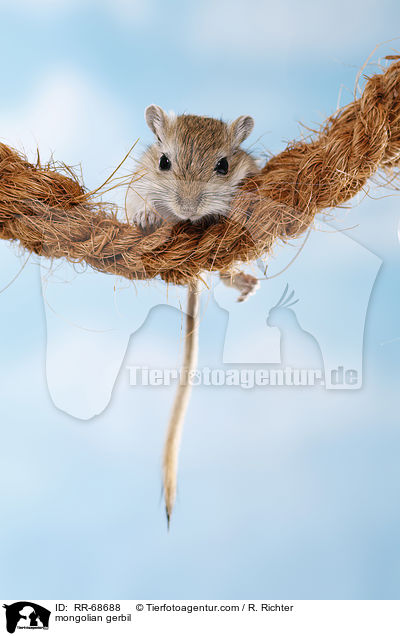 Mongolische Wstenrennmaus / mongolian gerbil / RR-68688