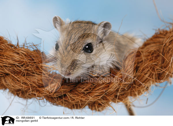 Mongolische Wstenrennmaus / mongolian gerbil / RR-68691