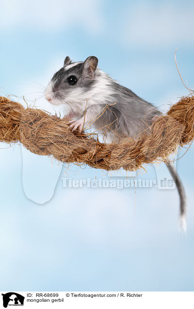 Mongolische Wstenrennmaus / mongolian gerbil / RR-68699