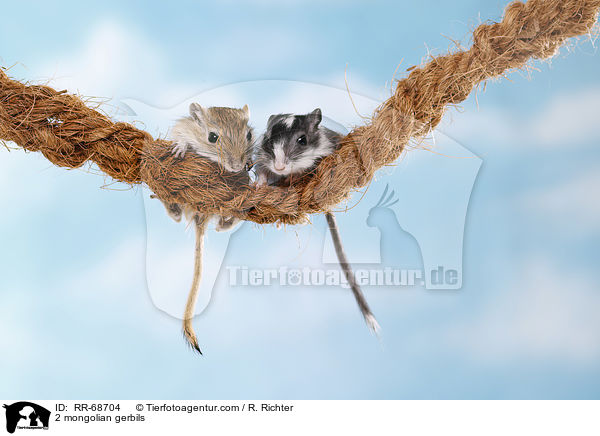 2 Mongolische Wstenrennmuse / 2 mongolian gerbils / RR-68704