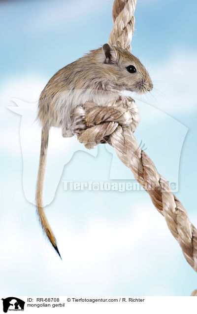Mongolische Wstenrennmaus / mongolian gerbil / RR-68708