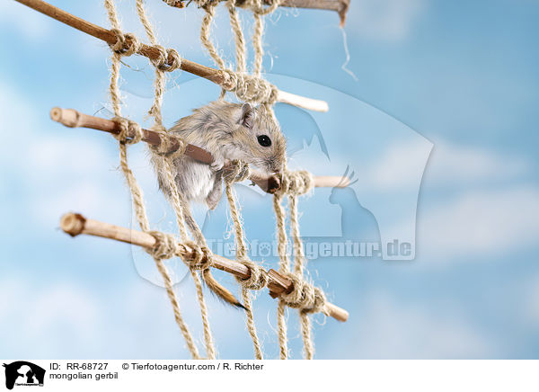 Mongolische Wstenrennmaus / mongolian gerbil / RR-68727