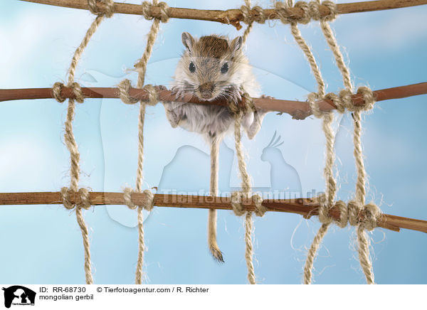 Mongolische Wstenrennmaus / mongolian gerbil / RR-68730