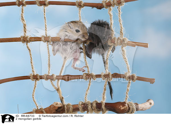 2 Mongolische Wstenrennmuse / 2 mongolian gerbils / RR-68733