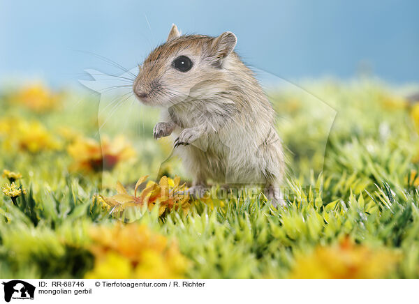 Mongolische Wüstenrennmaus / mongolian gerbil / RR-68746