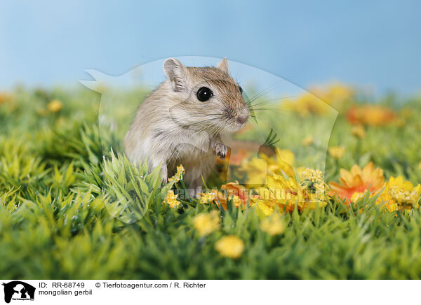 Mongolische Wstenrennmaus / mongolian gerbil / RR-68749