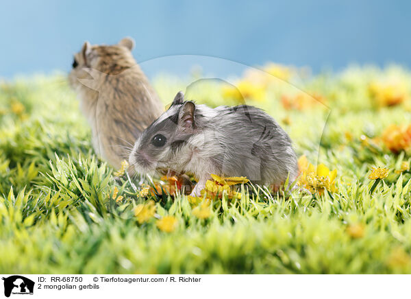 2 mongolian gerbils / RR-68750