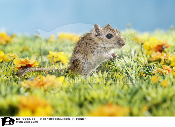 mongolian gerbil / RR-68753