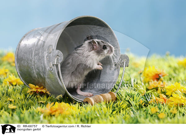 Mongolische Wstenrennmaus / mongolian gerbil / RR-68757