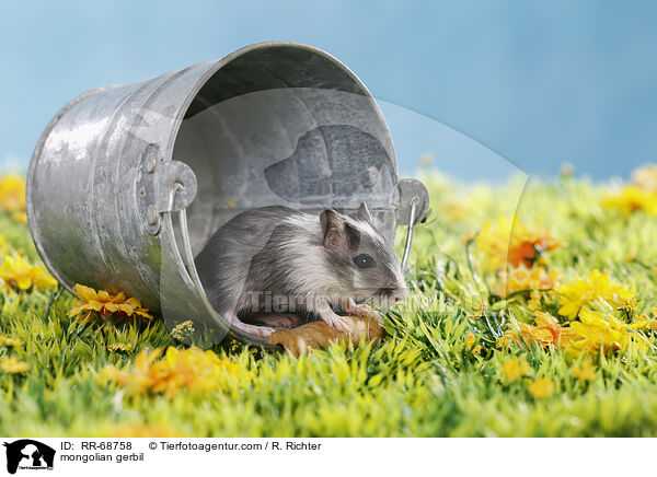 Mongolische Wstenrennmaus / mongolian gerbil / RR-68758