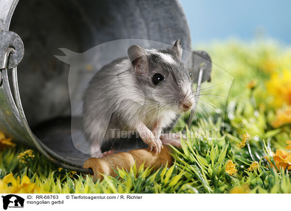 Mongolische Wstenrennmaus / mongolian gerbil / RR-68763
