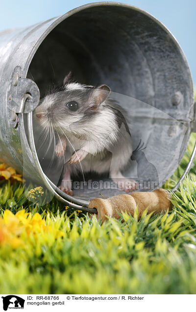 Mongolische Wstenrennmaus / mongolian gerbil / RR-68766