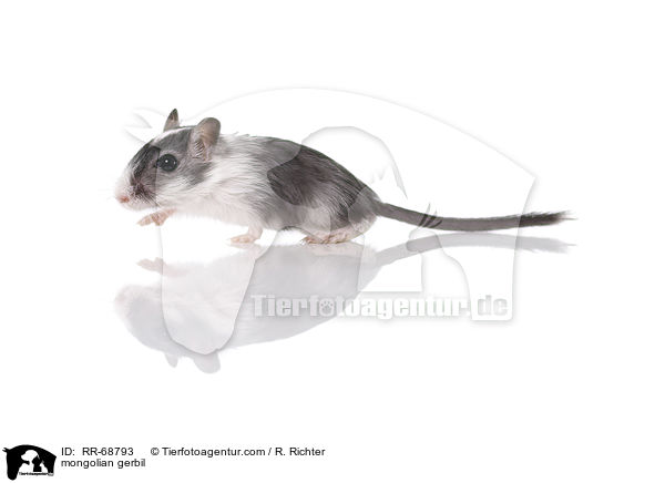 Mongolische Wstenrennmaus / mongolian gerbil / RR-68793