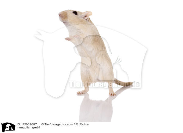 mongolian gerbil / RR-69687