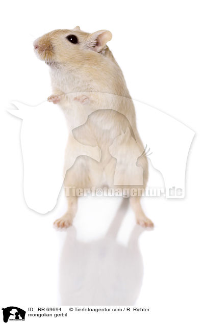 mongolian gerbil / RR-69694